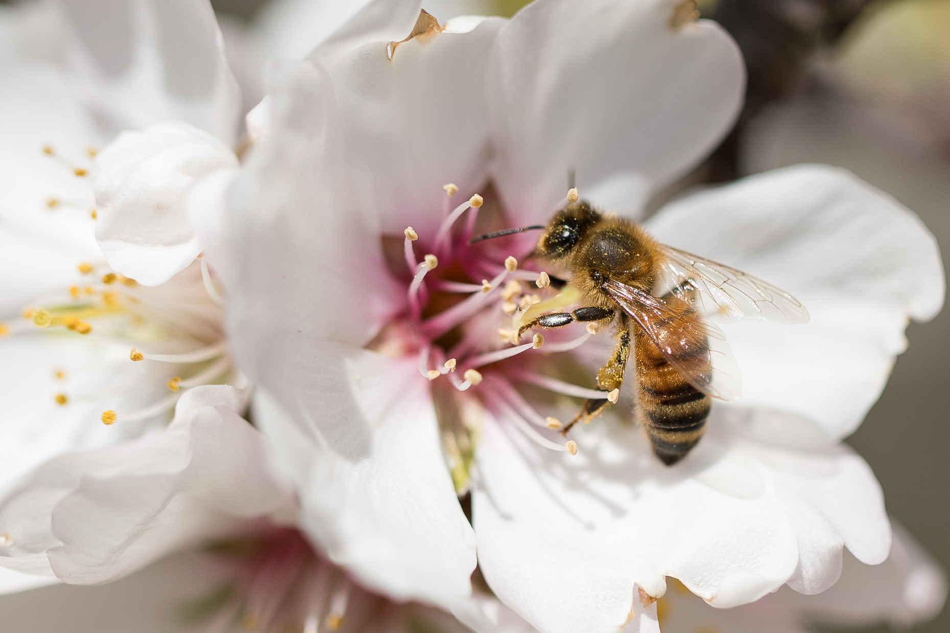 Haagen-Dazs-honey-bees-project-0410