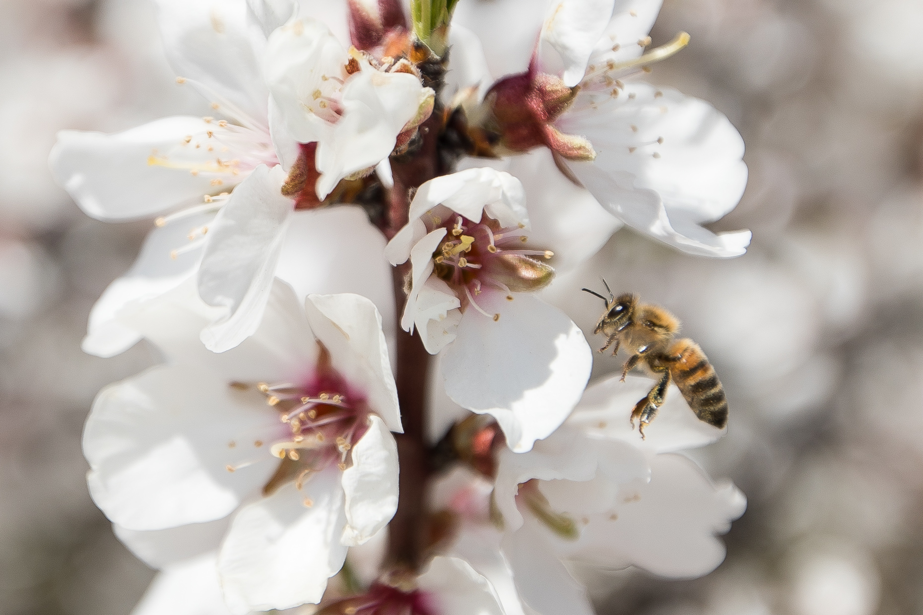 Haagen-Dazs-honey-bees-project-0556