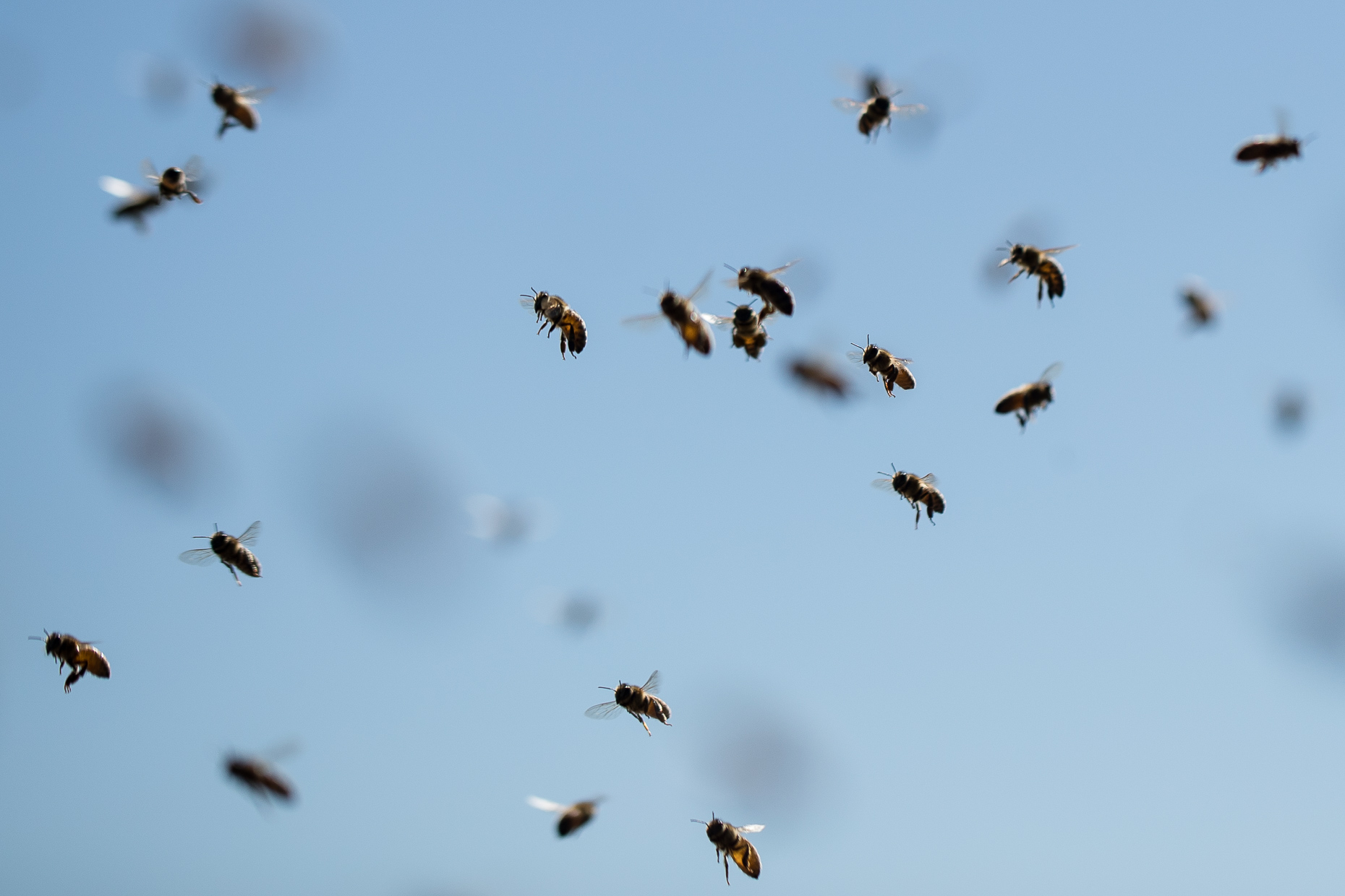 Haagen-Dazs-honey-bees-project-0622