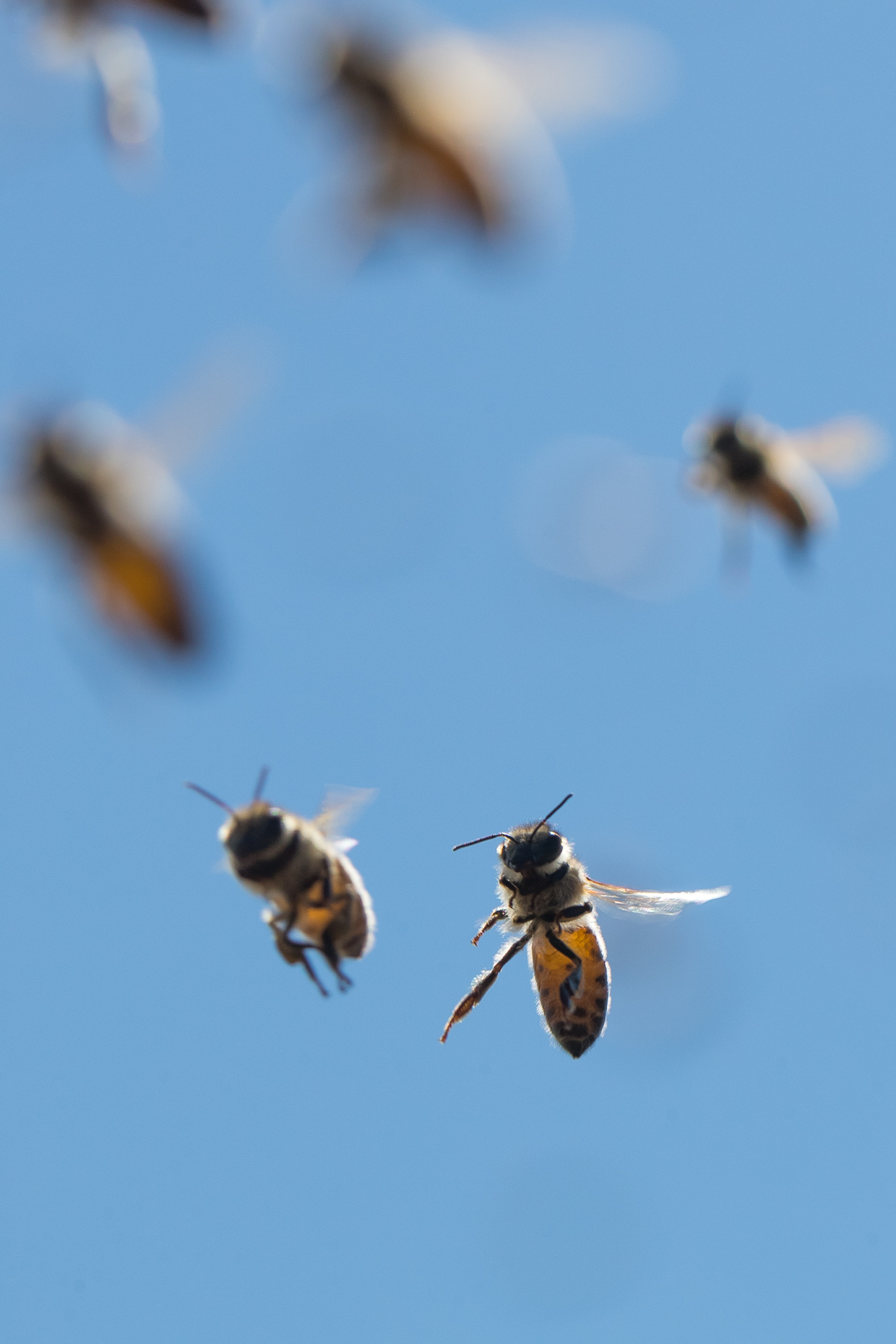 Haagen-Dazs-honey-bees-project-0820