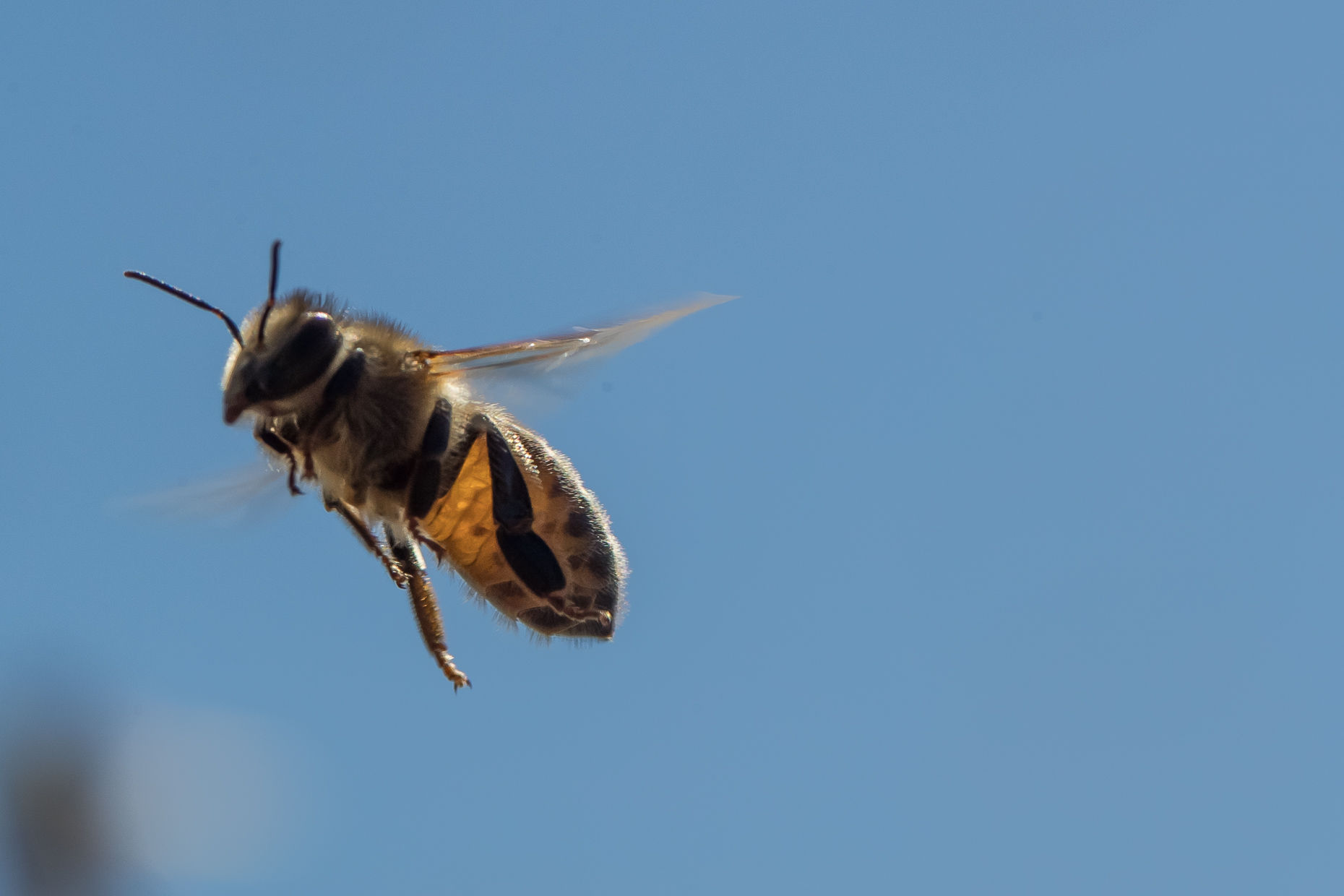 Haagen-Dazs-honey-bees-project-0939