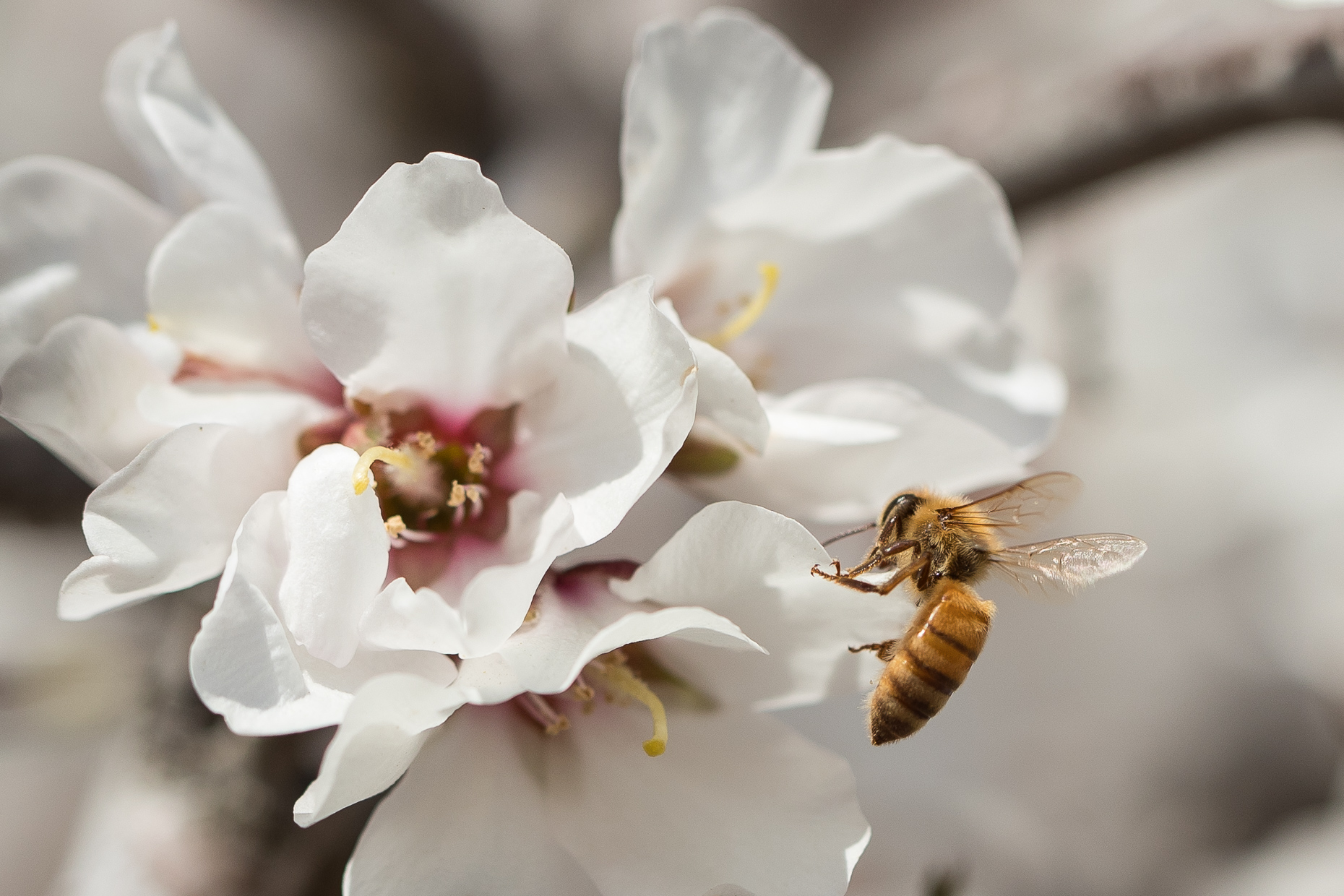 Haagen-Dazs-honey-bees-project-1043